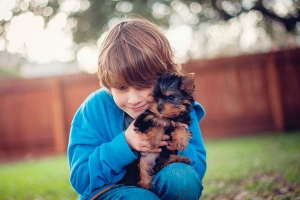 Top 11 skał małych puszystego psów